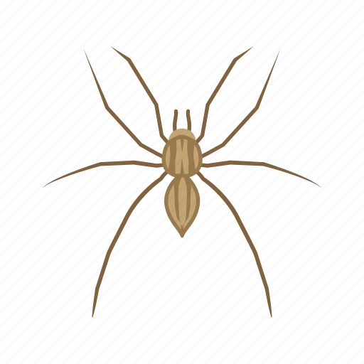 Animal, arachnid, arthropod, grass spider, invertebrate, spider icon - Download on Iconfinder