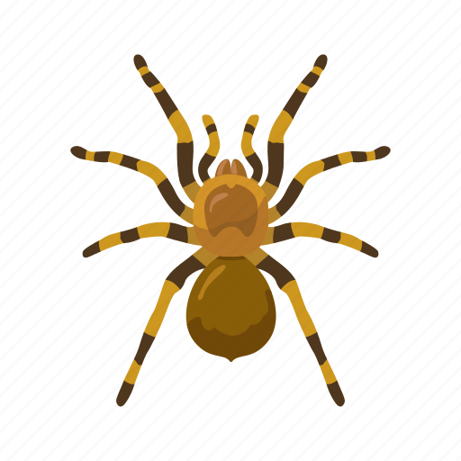 Animal, animals, arachnid, bird-eating spider, spider, tarantula icon - Download on Iconfinder
