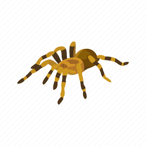 Animal, arachnid, invertebrate, red-kneed tarantula, spider, tarantula icon - Download on Iconfinder