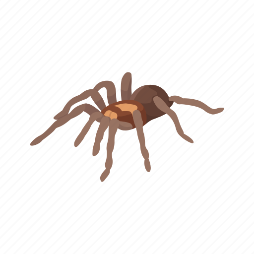 Animal, arachnid, bird-eating spider, invertebrate, spider, tarantula icon - Download on Iconfinder
