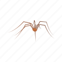 animal, arachnid, carpenter spider, cellar spider, daddy long legs, invertebrates, spider