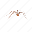 animal, arachnid, carpenter spider, cellar spider, daddy long legs, invertebrates, spider 