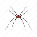 animal, arachnid, cellar spider, daddy long legs, invertebrates, spider