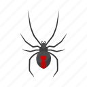 animal, arachnid, black widow, invertebrate, redback spider, spider