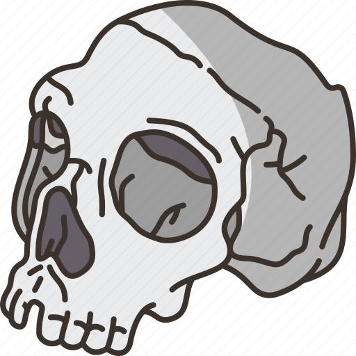 Skull, human, anthropology, evolution, history icon - Download on Iconfinder