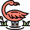 flamingo, bird, wildlife, animal, nature