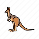 australian, mammal, kangaroos
