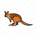 australian, wallabies, marsupial, kangaroos