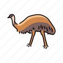 ostrich, emu, bird