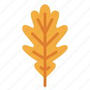 leaf, oak, plant