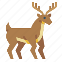 deer, christmas, animalanimal, reindeer, mammal, winter