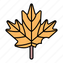 autumn, fall, maple, leaf