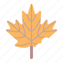 leaf, fall, maple, autumn