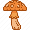 toadstool, mushroom, poison, forest, fungi, nature, autumn