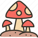 mushroom, fungi, amanita, nature, muscaria
