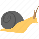 animal, gastropod, insect, mollusk, snail