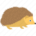 animal, animal with needles, hedgehog, porcupine, spiny mammal