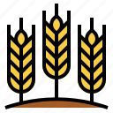 barley, cereal, farming, plant, wheat 