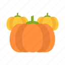 autumn, halloween, holiday, patch, pumpkin, pumpkins, thanksgiving