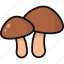 mushrooms, plant, fungus, nature, fungi 