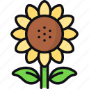 sunflower, flower, bloom, petals, helianthus, garden