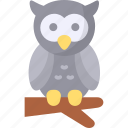 owl, nocturnal, bird, wildlife, wild animal