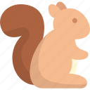 squirrel, chipmunk, mammal, animal, rodent, wildlife