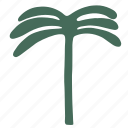 coconut tree, palm tree, tropical, summer, island, hawaii, beach