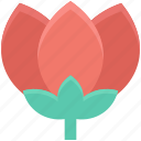 flower, lotus, lotus lily, tulip, tulip bud