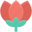flower, lotus, lotus lily, tulip, tulip bud 