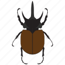 beetle, bug, insect