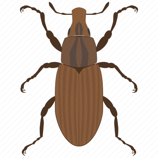 Beetle, bug, insect, weevil icon - Download on Iconfinder