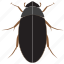 beetle, bug, insect 