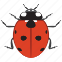 beetle, bug, insect, ladybird, ladybug