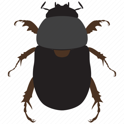 Beetle, bug, insect, scarab icon - Download on Iconfinder