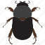 beetle, bug, insect, scarab 