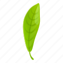 bergamot, long, leaf