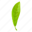 bergamot, long, leaf 