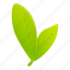 bergamot, green, leafs, white 