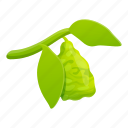 bergamot, branch, green, leaf