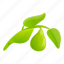 bergamot, tree, branch, leaf 