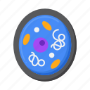 cytoplasm, cell, cellular, biology