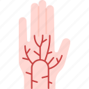 palm, vein, hand, recognition, authentication