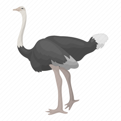Animal, bird, camel-bird, feathered, ostrich, wild icon - Download on Iconfinder