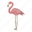 animal, bird, feathered, pink flamingo, wild 