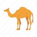camel, desert, animal, mammal, egypt