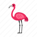 flamingo, bird, elegance, exotic, pink