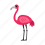 flamingo, bird, elegance, exotic, pink 