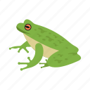 frog, amphibian, green, reptile, wild