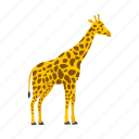 giraffe, forest, mammal, animal, zoo